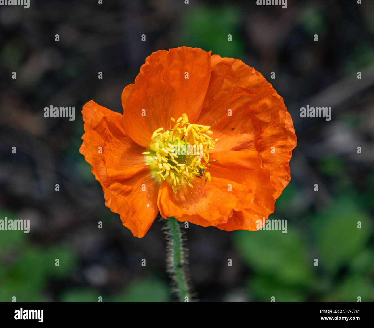 Orange Poppy in Blume Stockfoto