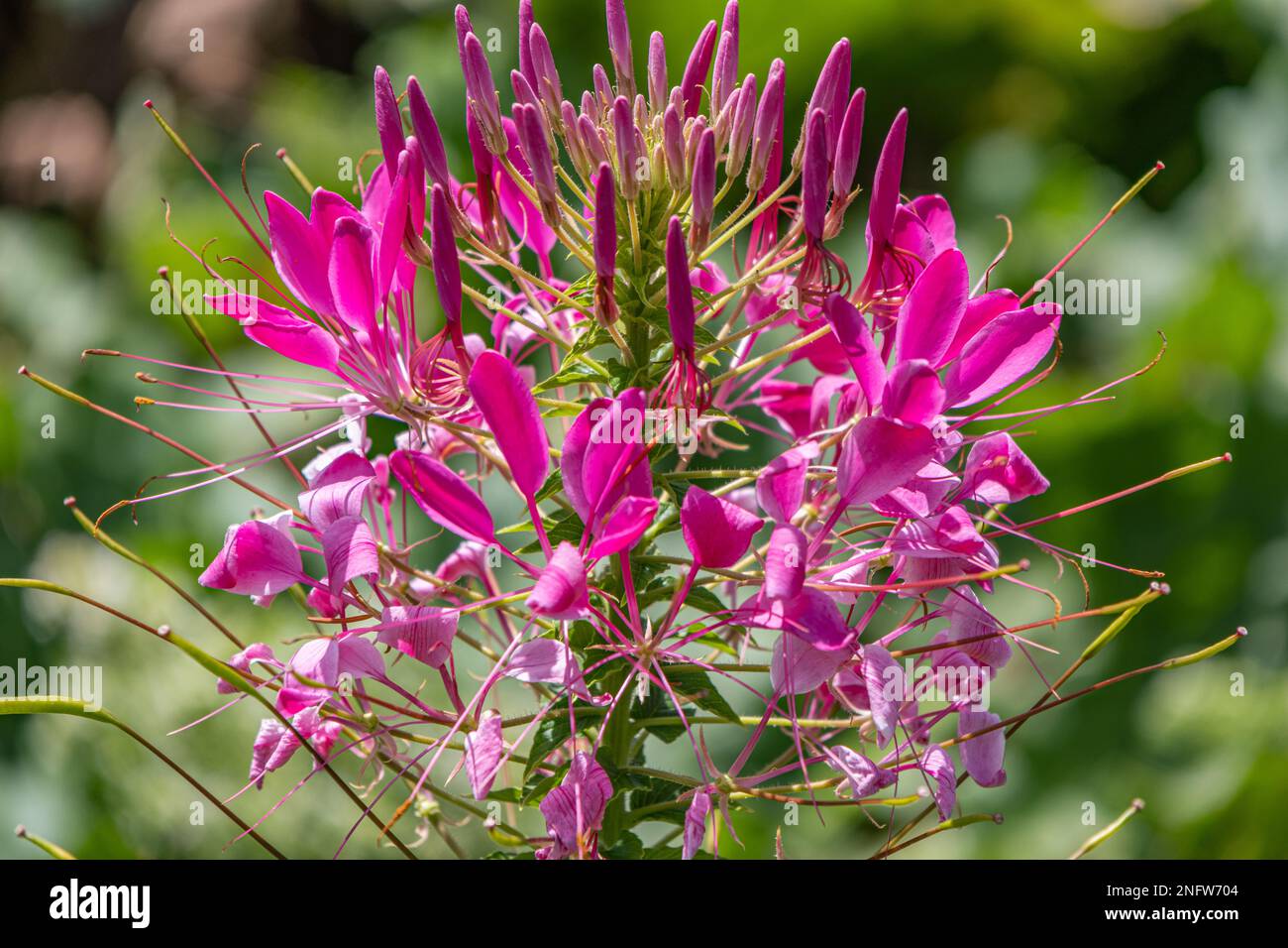 Nahaufnahme von Cleome Spinosa Blütenkopf Stockfoto
