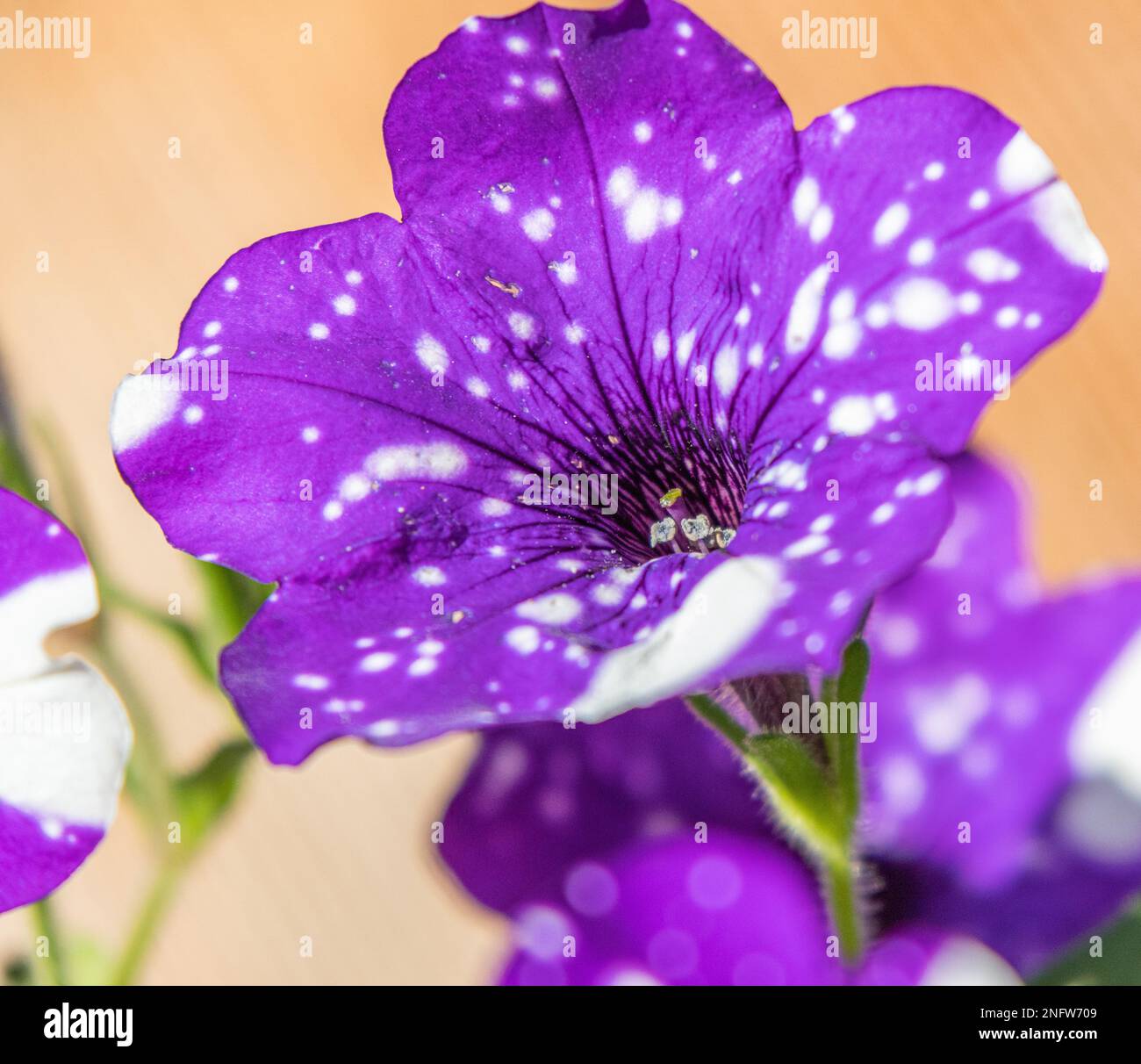 Petunia Mitternachtsdach Stockfoto