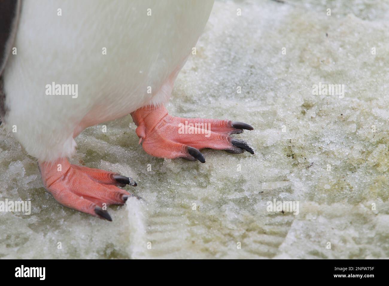 Gentoo-Pinguinklaue auf Peterman Island, Antarktis Stockfoto