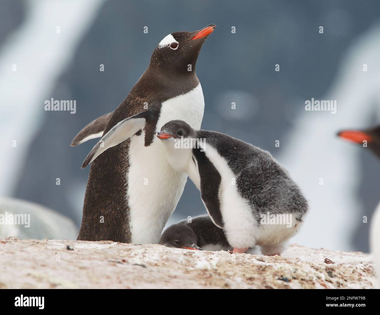 Gentoo-Pinguin mit Küken auf Peterman Island, Antarktis Stockfoto