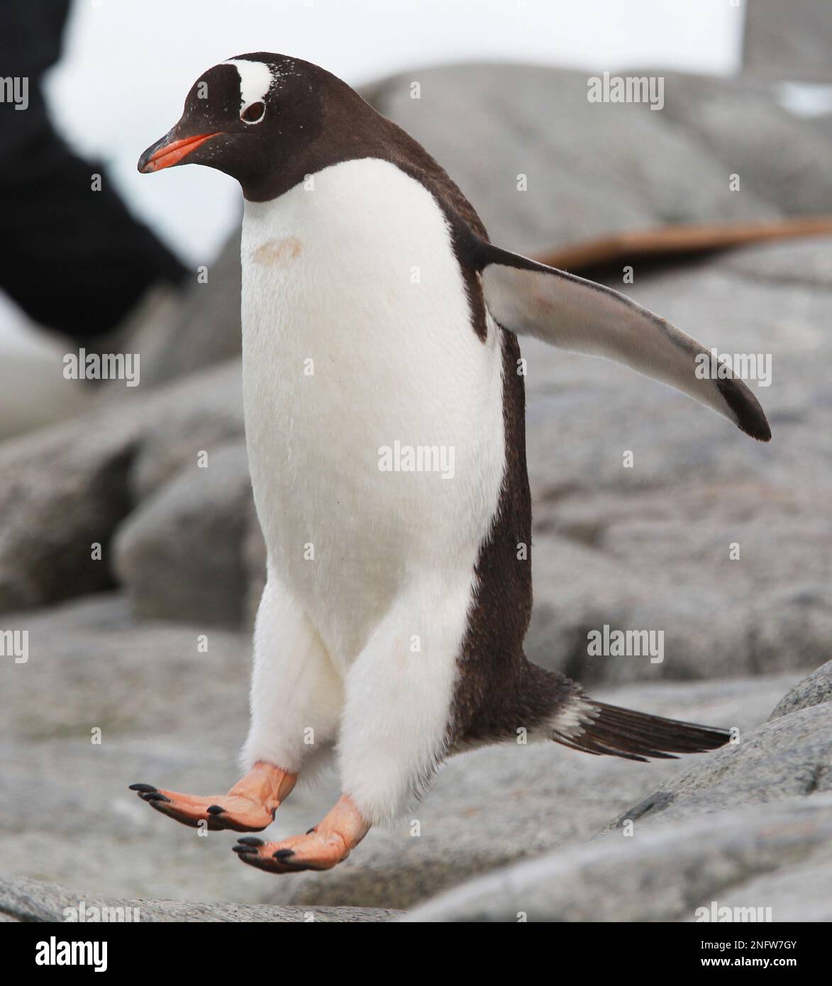 Hüpfender Gentoo-Pinguin auf Peterman Island, Antarktis Stockfoto