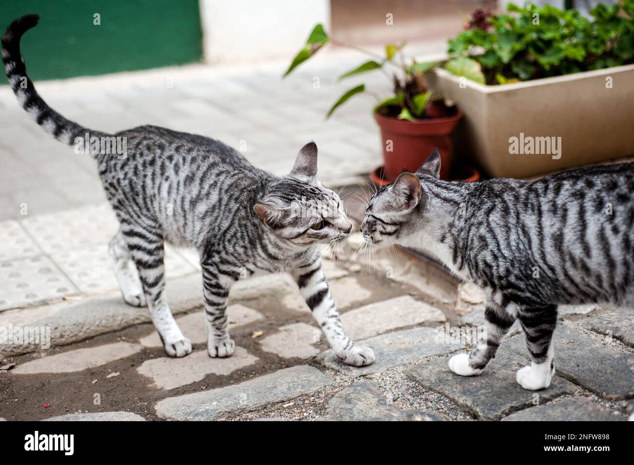 Zwei Katzen Stockfoto