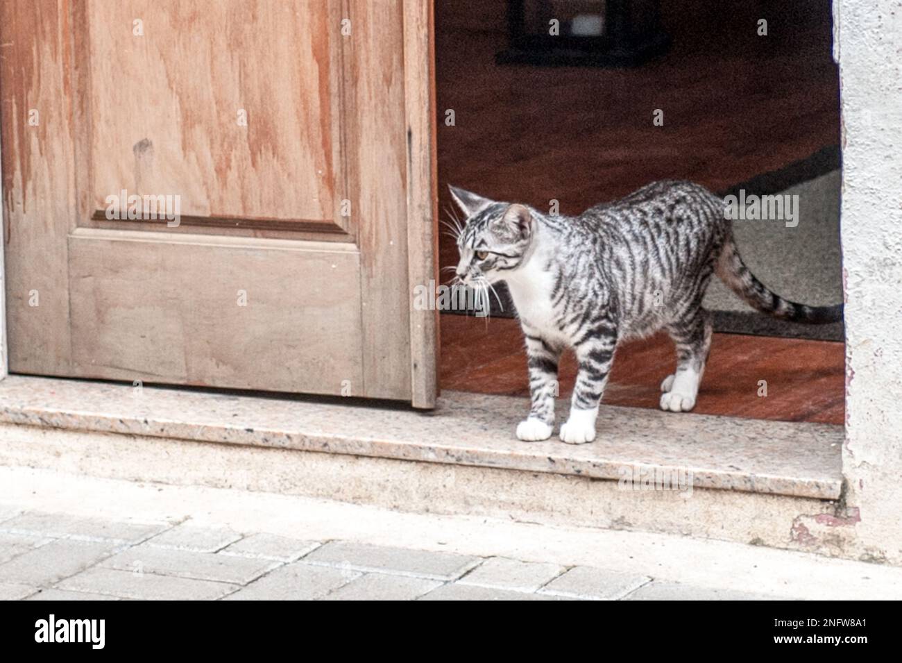 Eine Katze Stockfoto