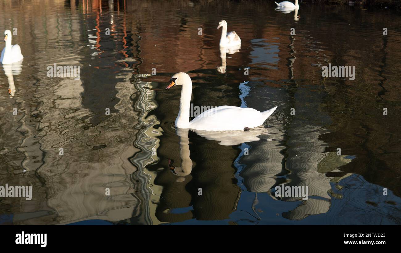Weißer Schwan, der im See im Stadtpark schwimmt. Hochwertige 4K-Aufnahmen Stockfoto