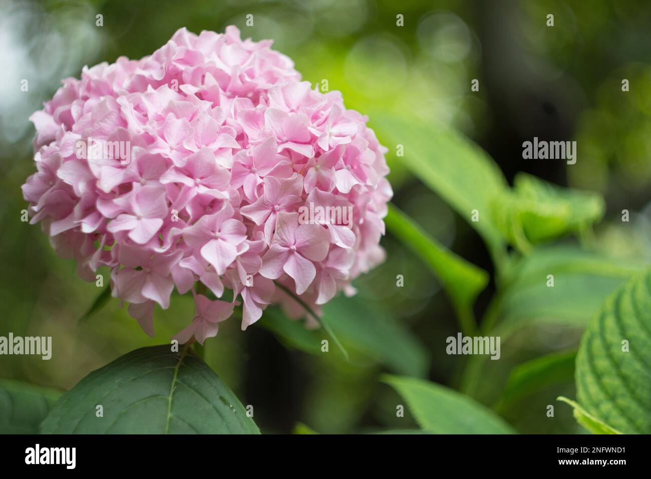 Rosa großblättrige Hortensien im Garten Stockfoto