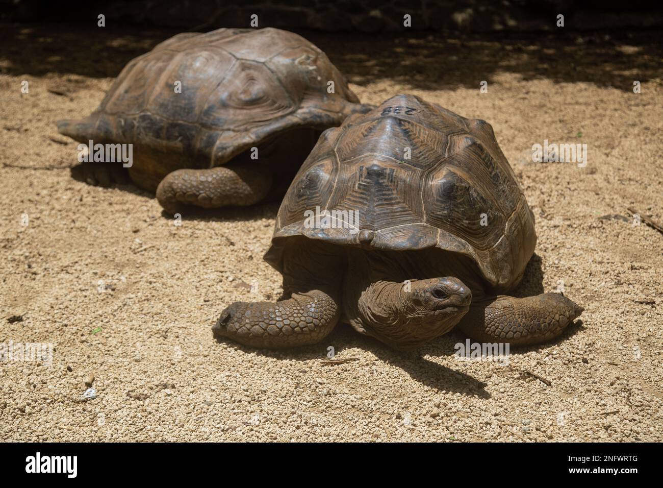 Riesenschildkröte wurde aus nächster Nähe an einem sonnigen Tag auf Mauritius erschossen Stockfoto