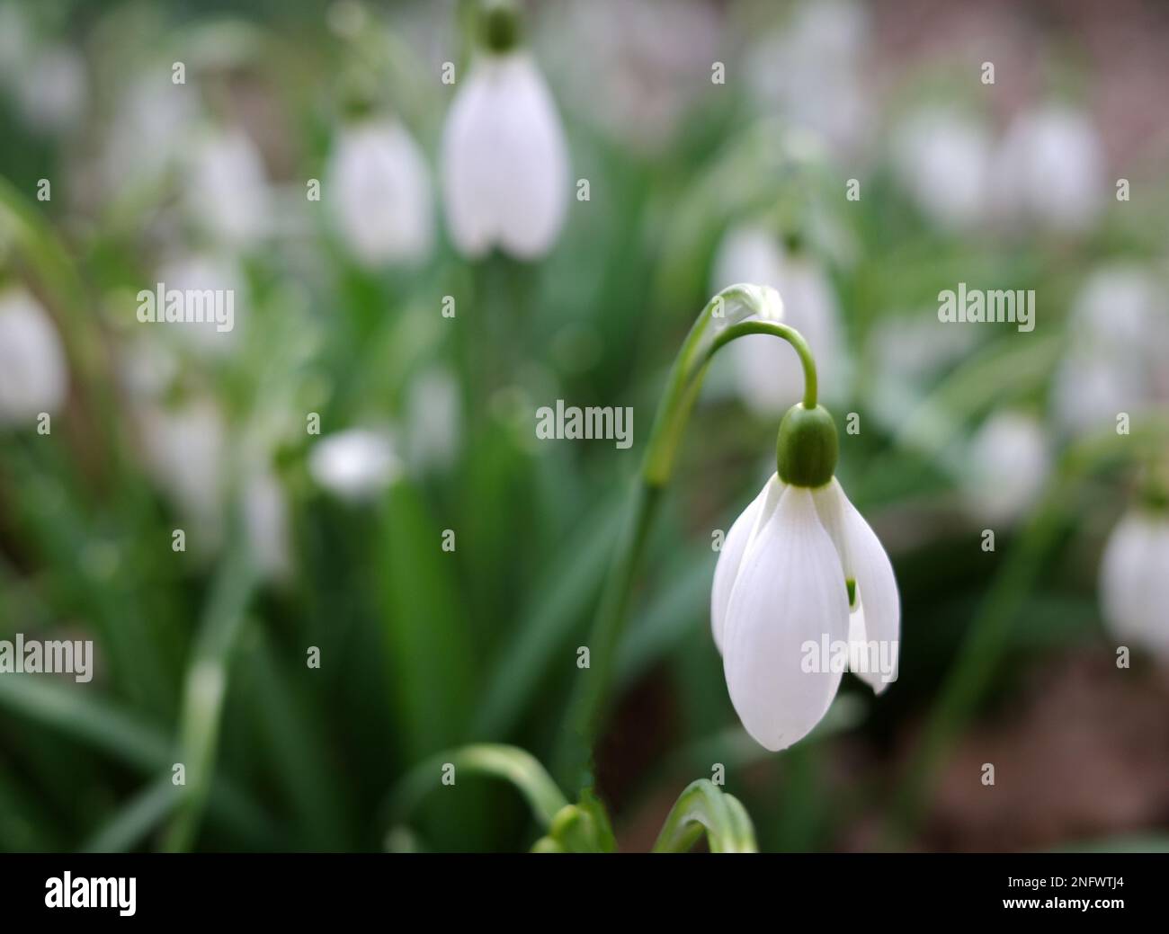 Die ersten wilden Schneeglöckchen im Wald. Der Frühling fängt an Stockfoto