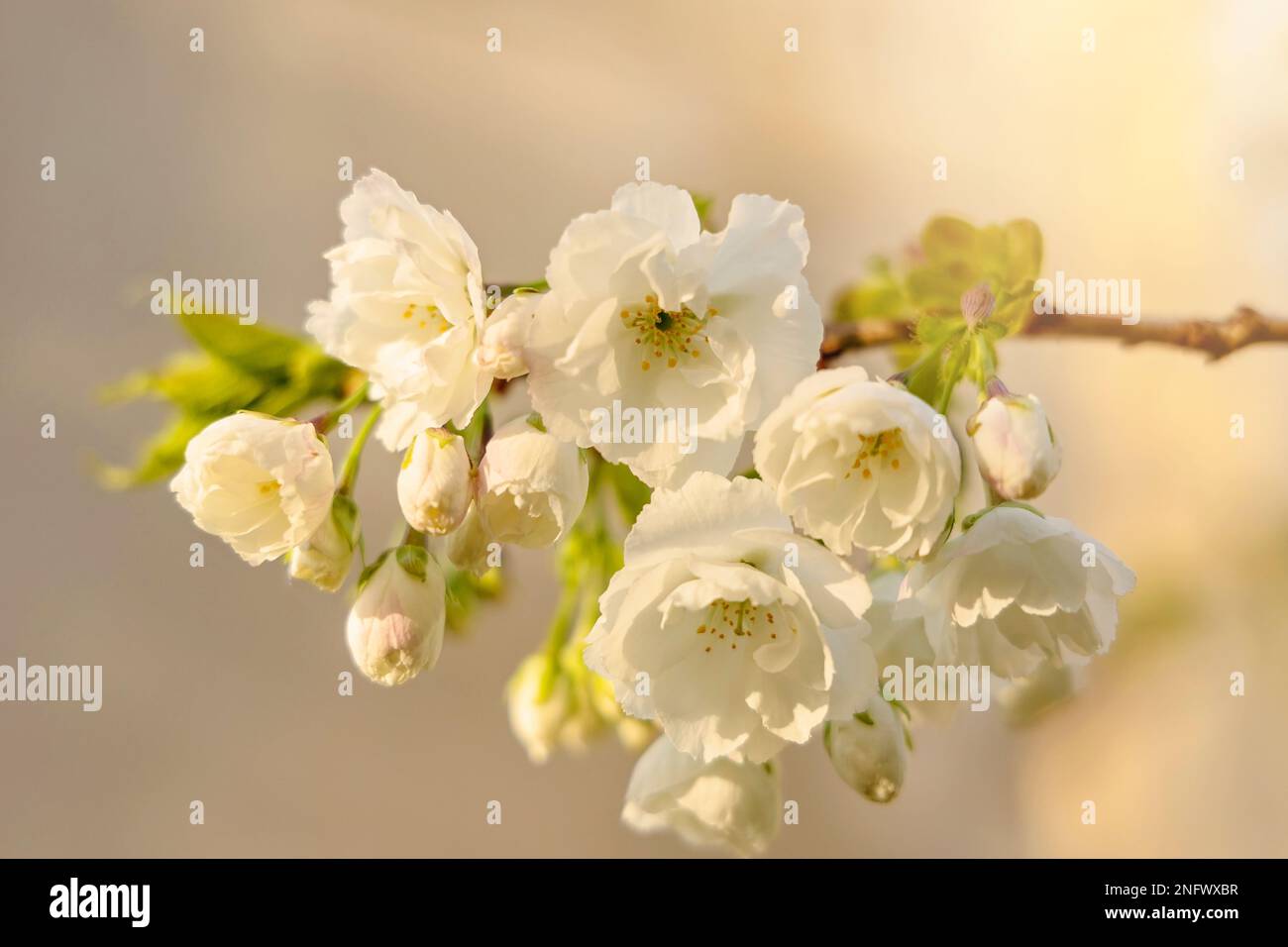 Weißer, im Frühling blühender Baumzweig im warmen goldenen Frühlingslicht. Stockfoto