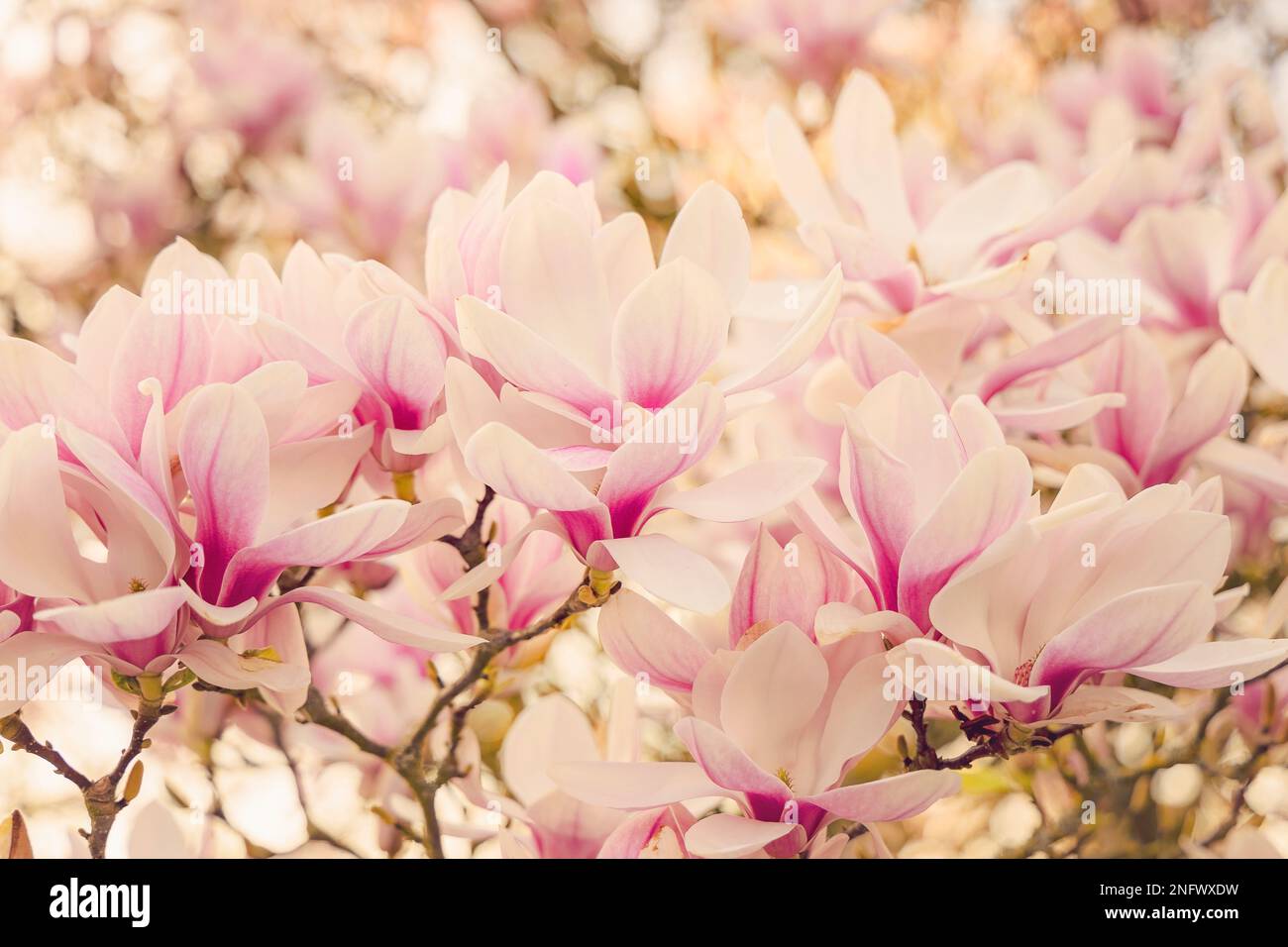Rosafarbene Magnolienblüte im Frühlingsgarten. Stockfoto