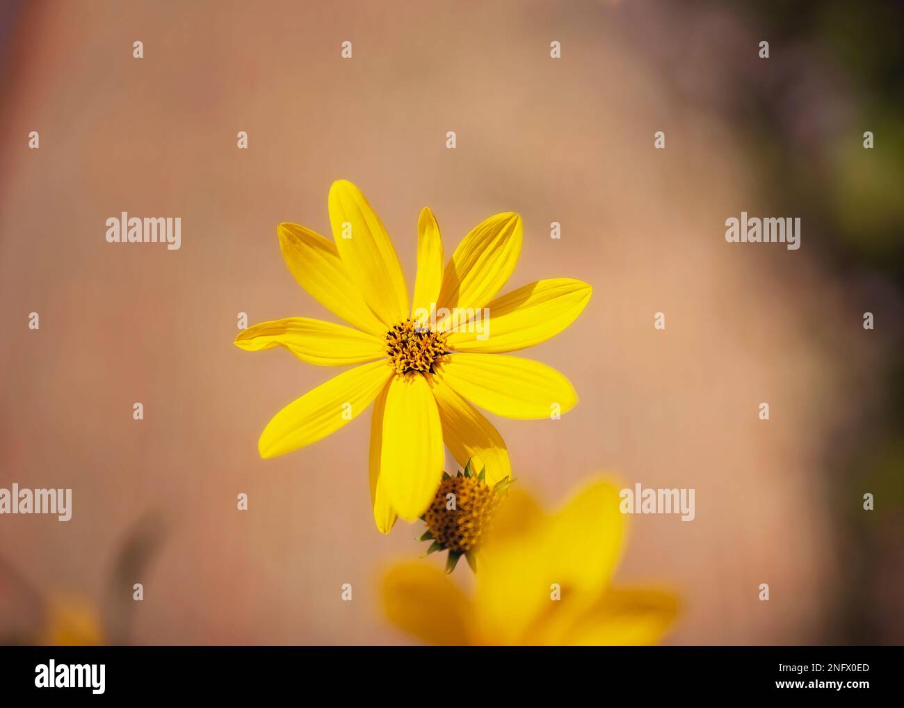 Gelbe Aster-Blumen an einem sonnigen Tag. Stockfoto