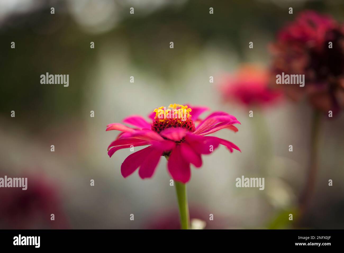 Zinnia dunkelrosa Blume. Riesen-Dahlia Stockfoto