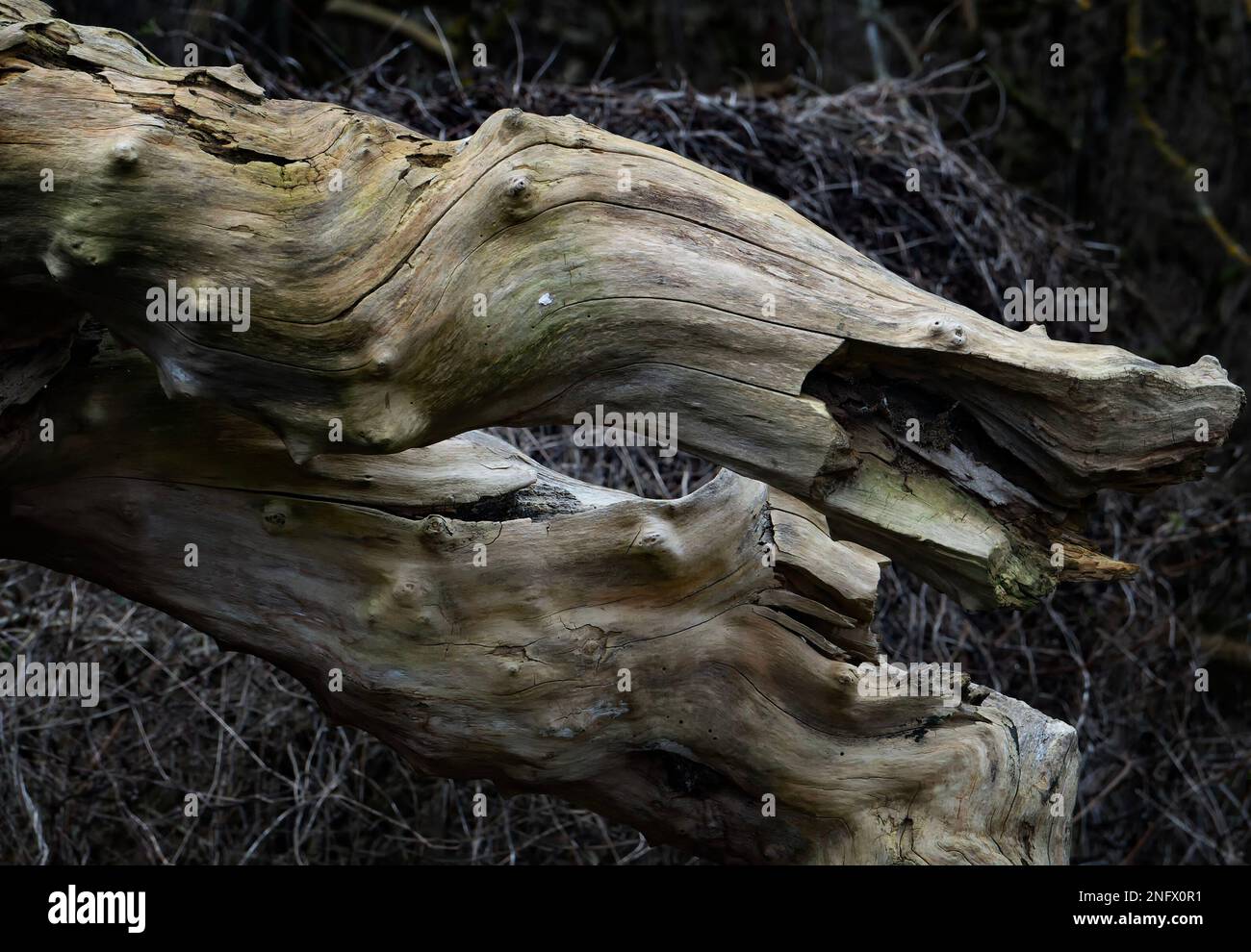 Winterholz ist nicht mehr in Farbe gebleicht Stockfoto