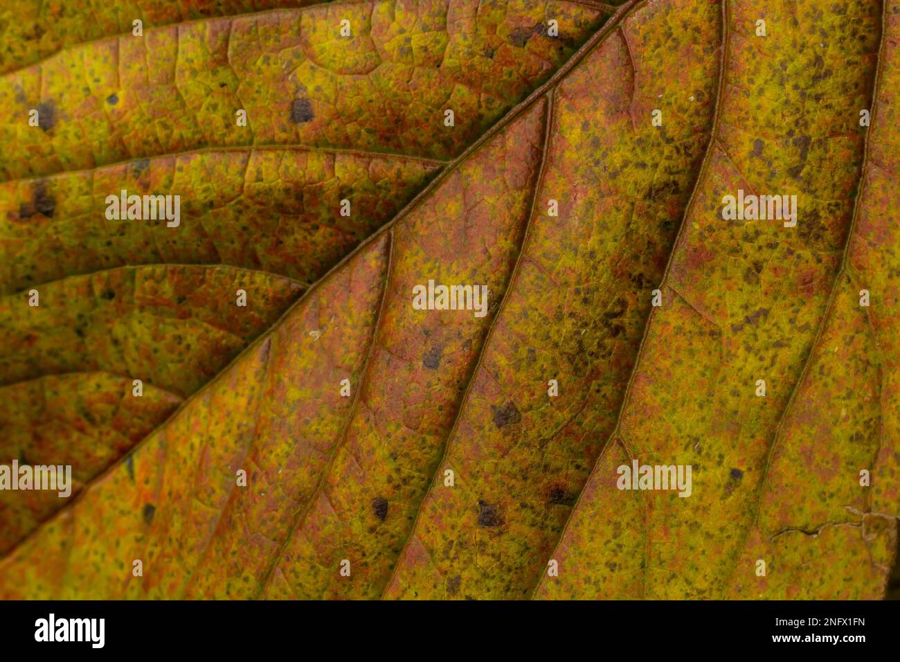 Makrofoto eines gelben Blattes, farbenfrohes Herbstlaub. Nahaufnahme der goldgelben Blattstruktur. Makrofotografie. Stockfoto