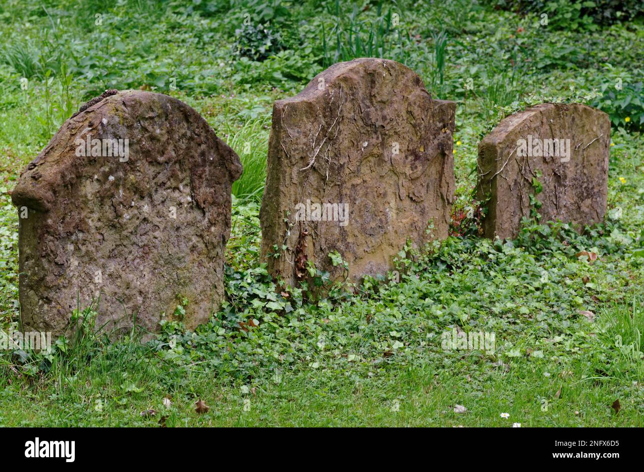 Stark erodierte Grabsteine teilweise mit Efeu bedeckt in einem überwucherten Kirchhof. Stockfoto