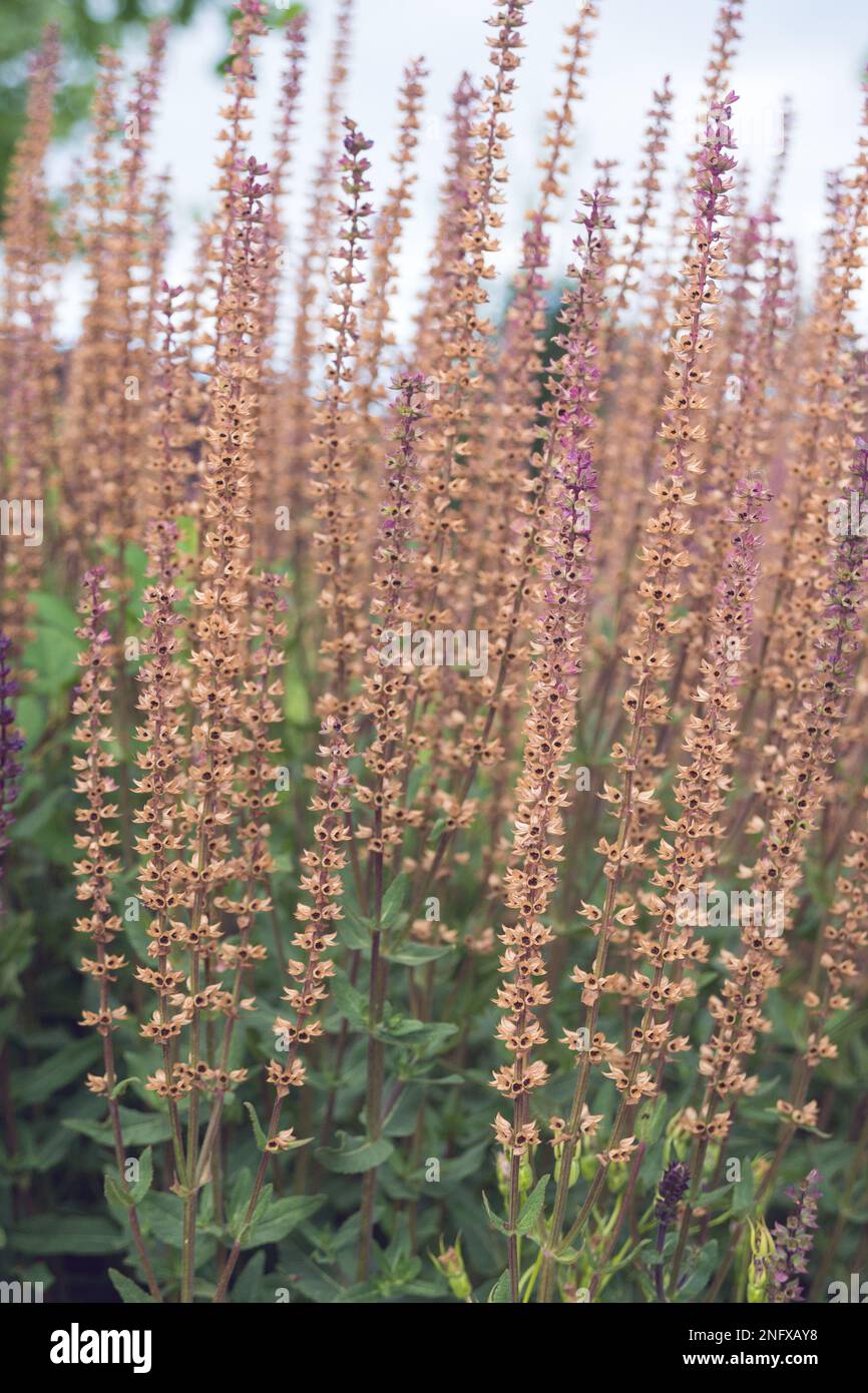 Mehrjährige Zierpflanze Salvia nemorosa im Garten. Pflanzen für dekorative Garten- und Landschaftsgestaltung. Verblasste Stiele mit Salbei. Blumen n Stockfoto