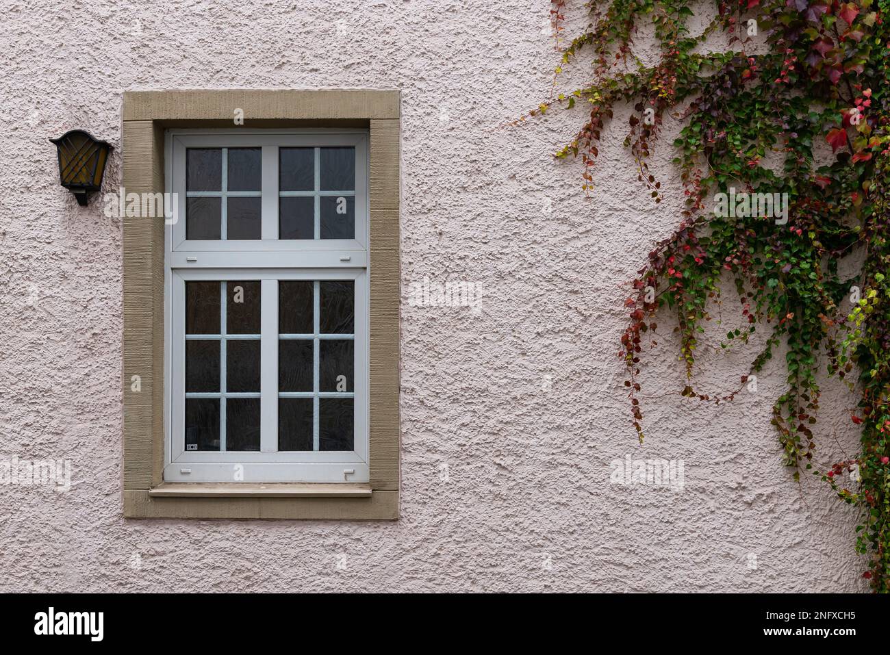 Fenster in der Wand und Kriecher mit Blättern in Herbstfarbe. Vorderansicht. Stockfoto