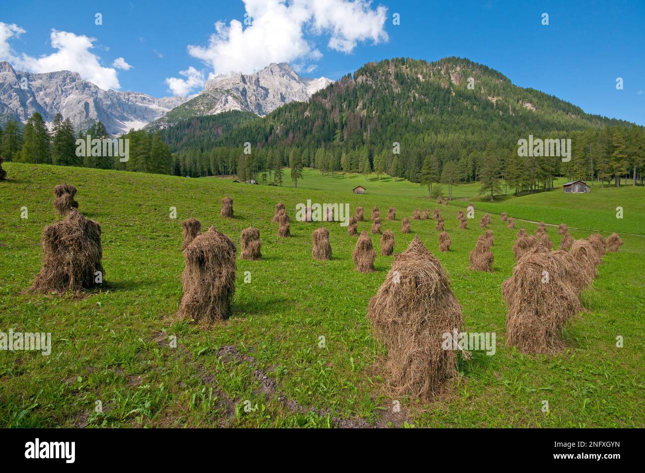 Heumanndl, Heu auf pyramidenförmigen Holzständern zum Trocknen im Fiscalina-Tal, Sesto (Sexten), Trentino-Südtirol, Italien Stockfoto