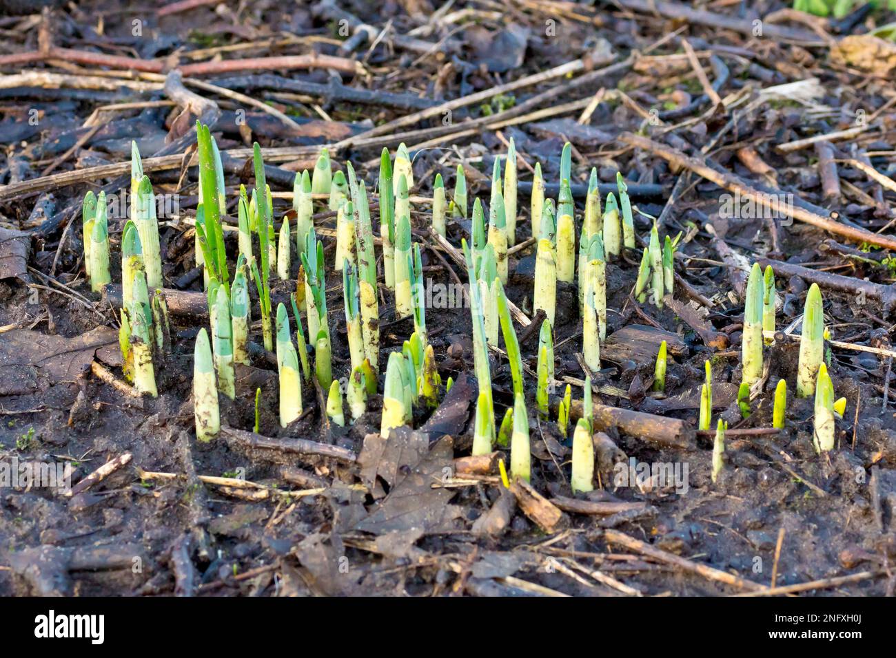 Daffodil (Narzisse), Nahaufnahme mit einer Ansammlung neuer Triebe, die durch den Schlamm und verrottete Laubstreu eines Waldbodens drücken. Stockfoto