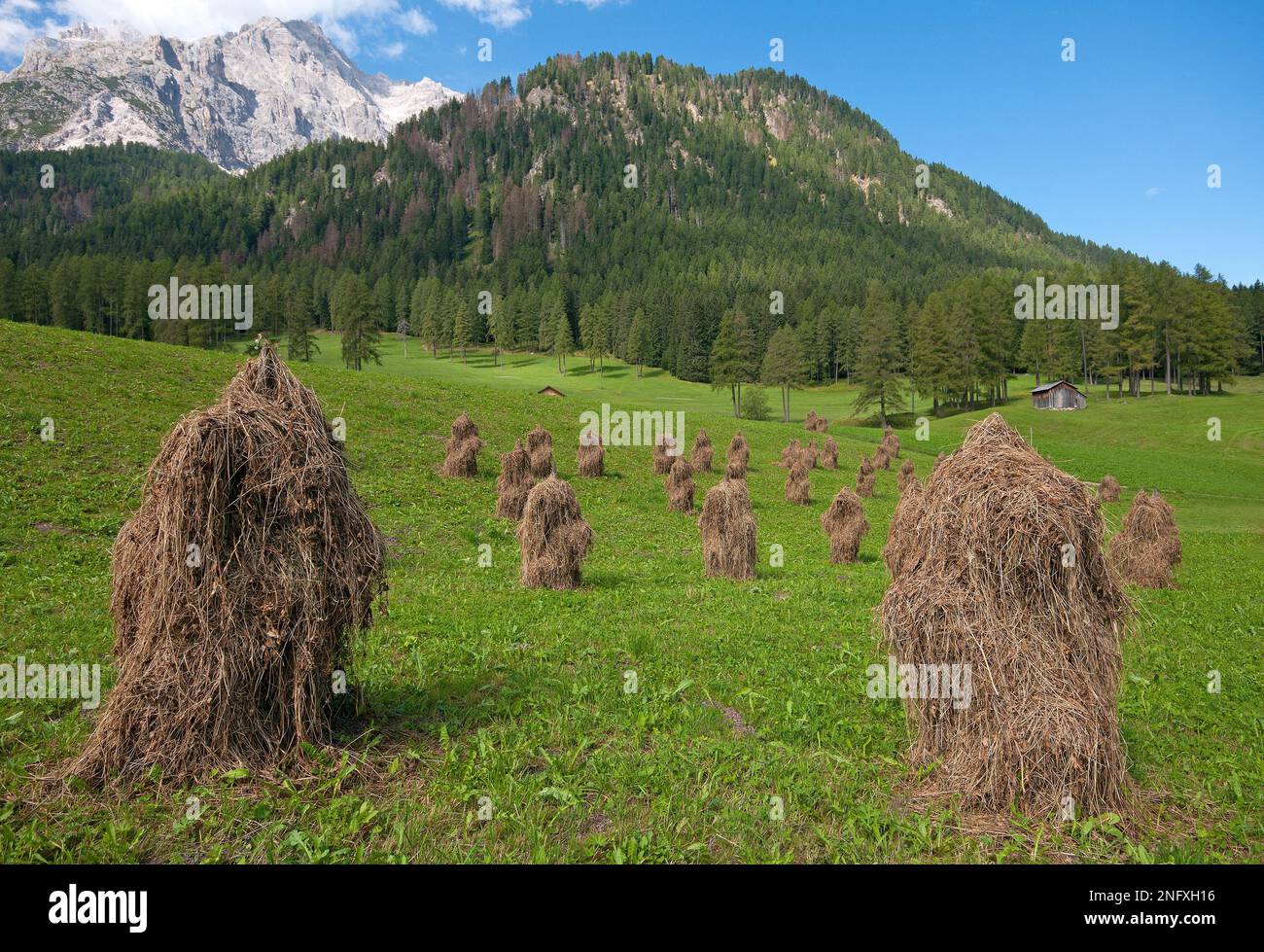 Heumanndl, Heu auf pyramidenförmigen Holzständern zum Trocknen im Fiscalina-Tal, Sesto (Sexten), Trentino-Südtirol, Italien Stockfoto