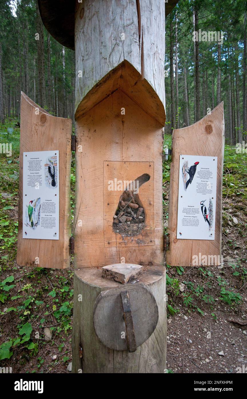 Geschnitzter Baum mit Nachbildung von Specknestern und Informationen über verschiedene Arten von Speckern, Fiscalina Valley, Sesto, Trentino-Südtirol, Italien Stockfoto