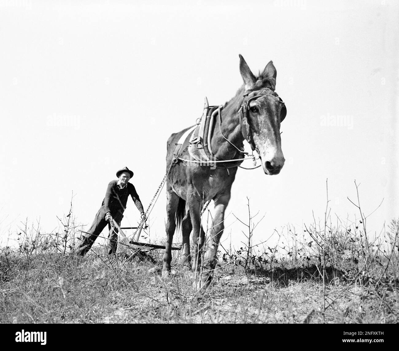 Karr A. Godfrey, delayed in his spring planting by constant rains, works his faithful mule overtime pulling the plow in Jonesboro, Ga., April 7, 1948. Many a farmer will have to keep his plow going from sun-up to sun down to try to catch up with his planting schedule. (AP Photo/Horace Cort) Stockfoto