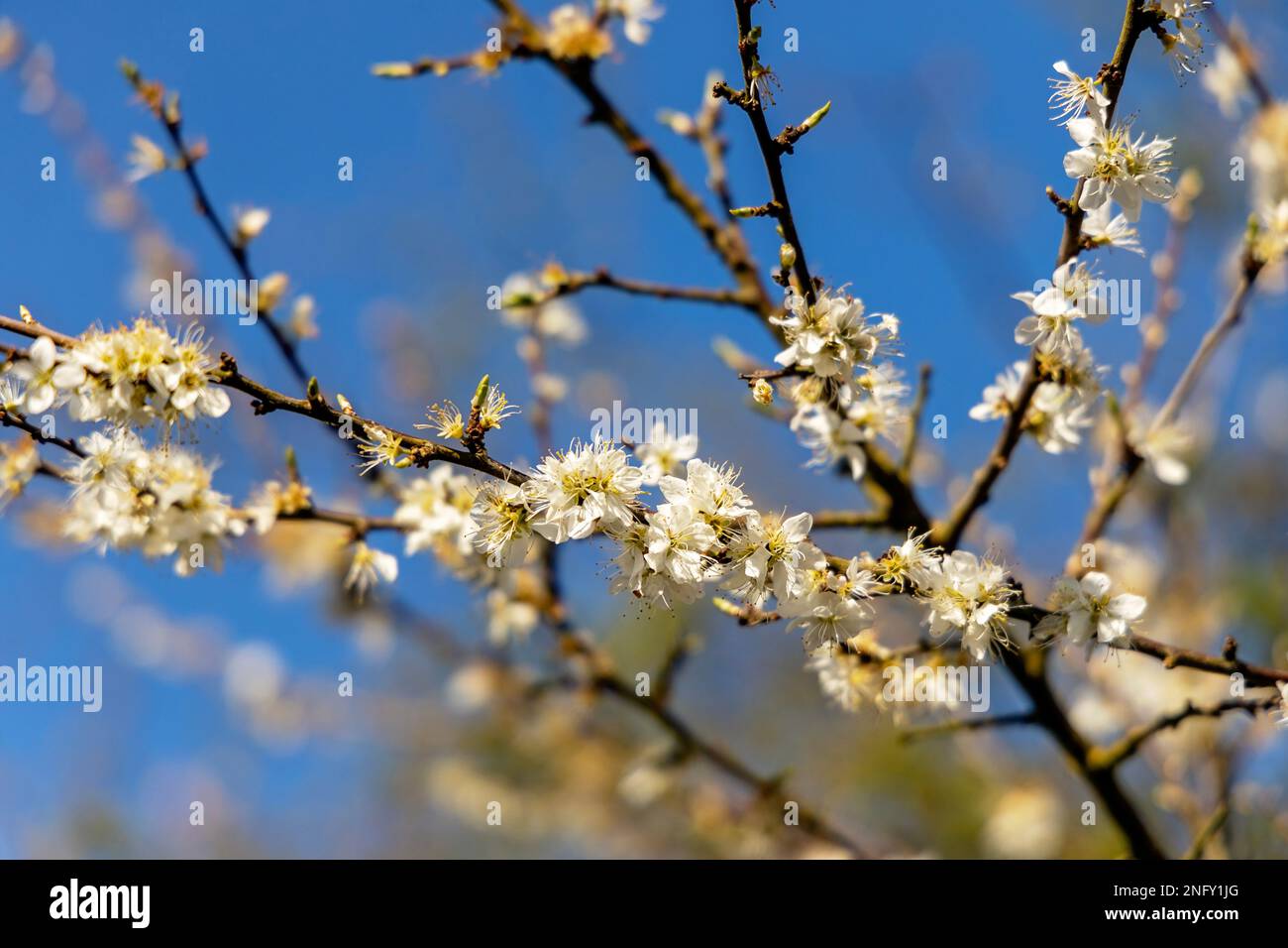 Kirschbaumblüte im Frühling im Garten. Stockfoto