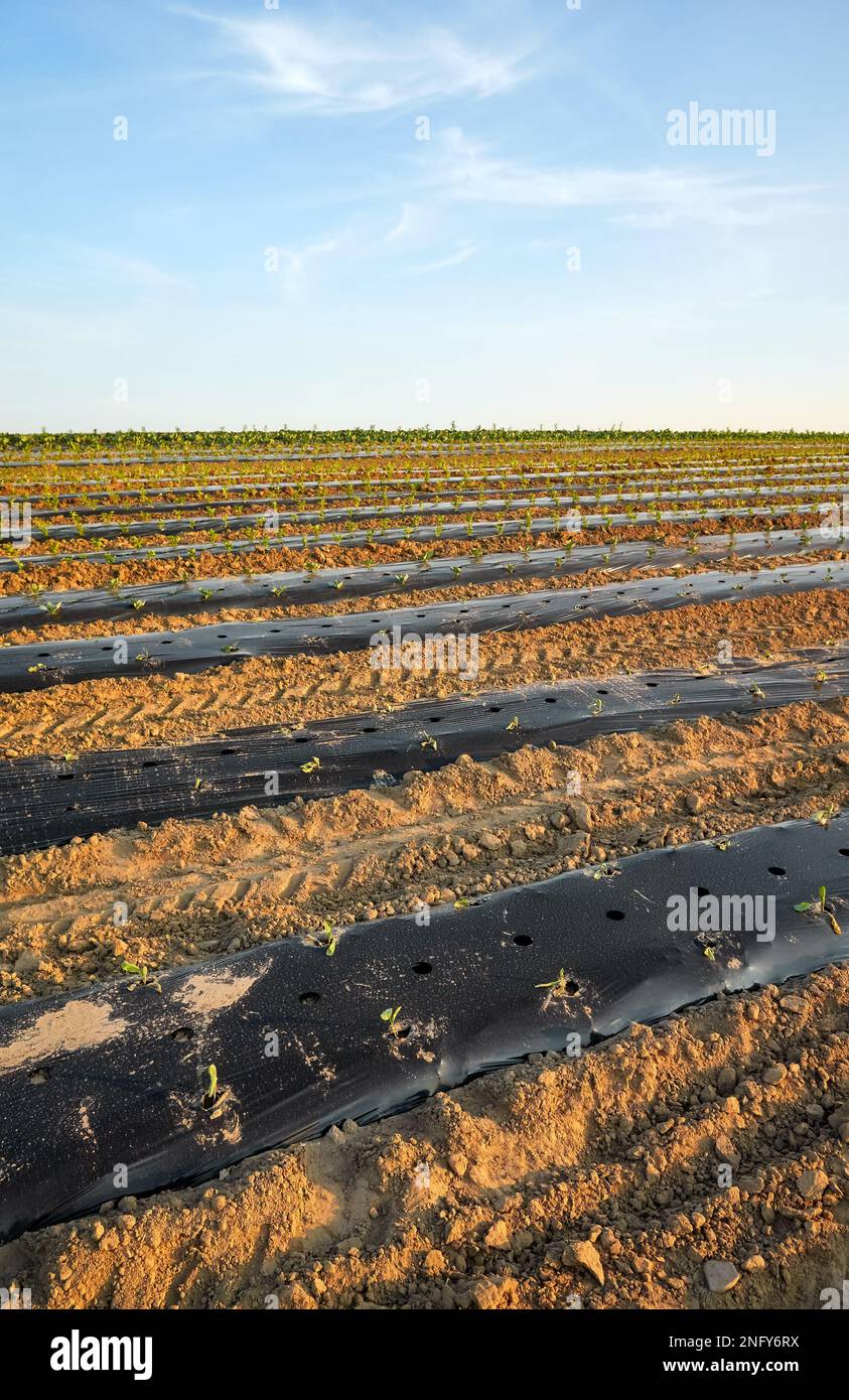 Bio-Gemüsefarm Feld mit Flecken mit Kunststoff Mulch bei Sonnenuntergang bedeckt. Stockfoto