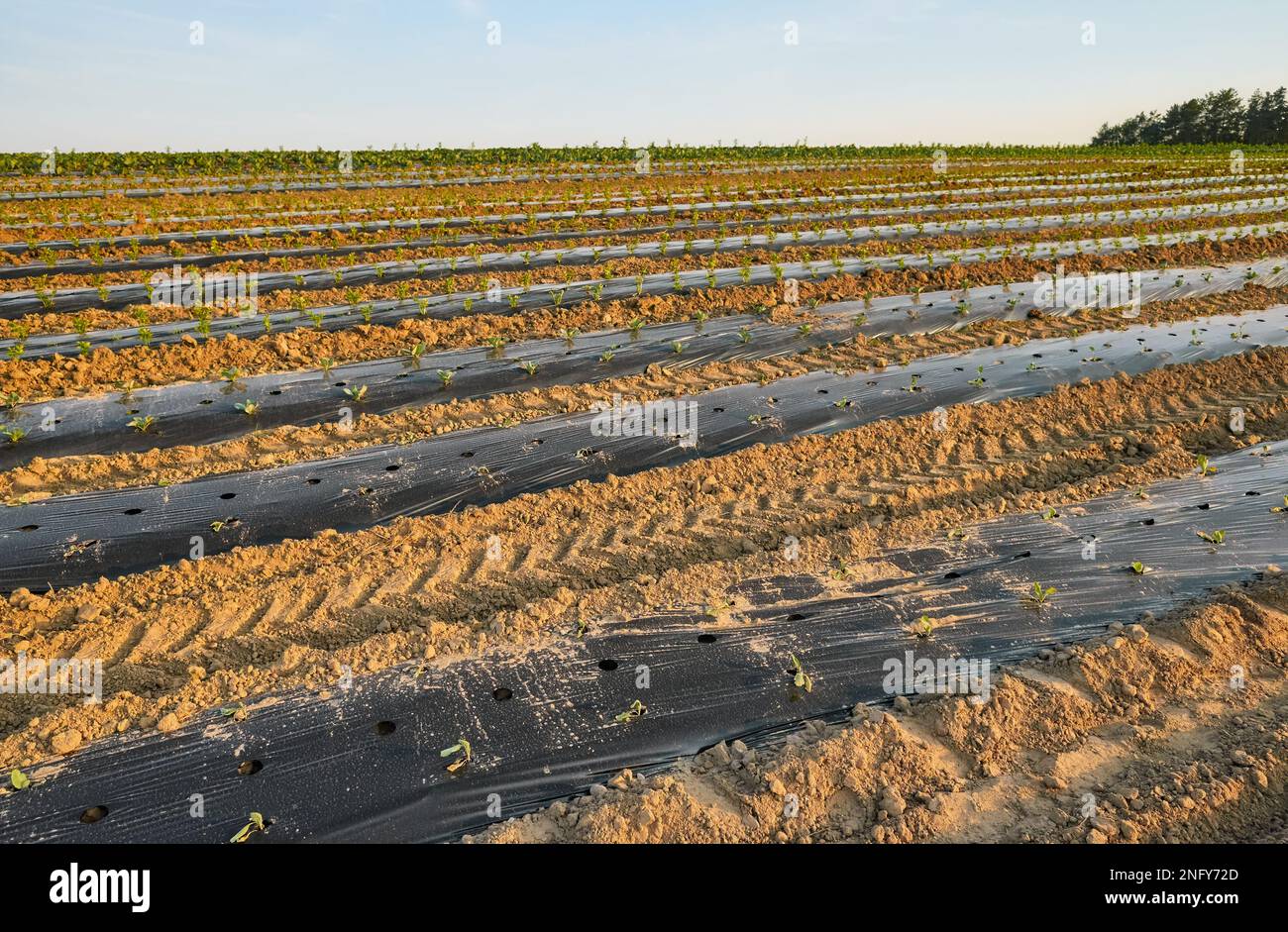 Bio-Gemüsefarm Feld mit Flecken mit Kunststoff Mulch bei Sonnenuntergang bedeckt. Stockfoto