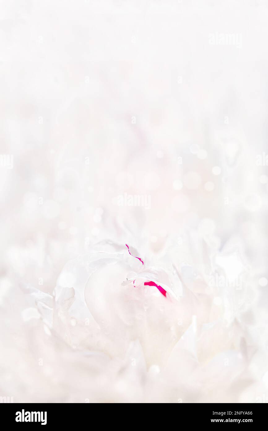 Anmutiger pastellfarbener Pfingstrosen-Hintergrund, toll für die Begrüßung, valentinskarten, Hochzeitseinladungen usw. Stockfoto