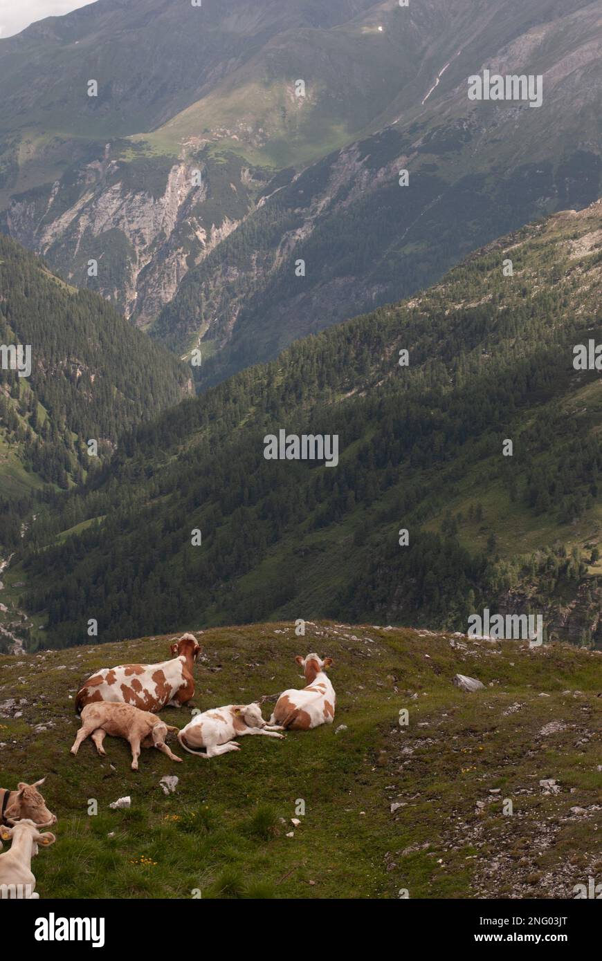 Blick auf Kühe in den Alpen Stockfoto