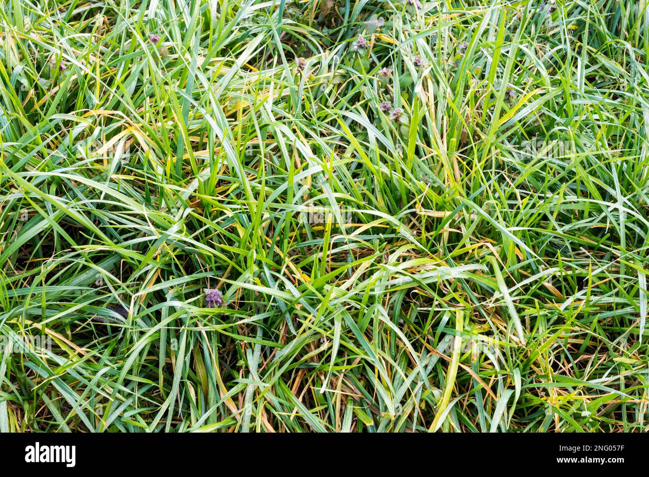 Eine dichte Herbst-/Winterbepflanzung, die hauptsächlich aus Westerwolds Ryegrass (Lolium multiflorum) besteht. Stockfoto
