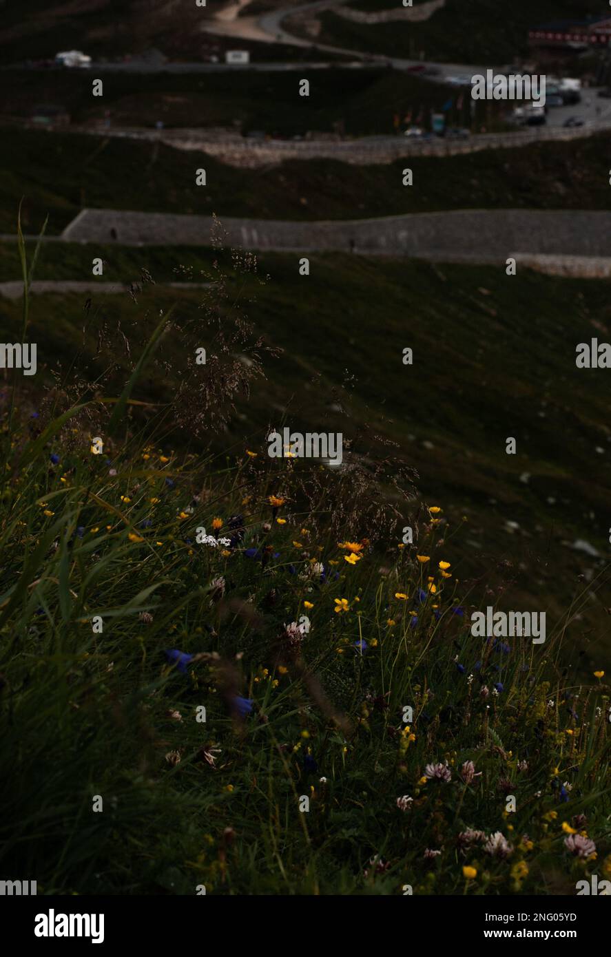 Gelb-weiße Blumen in den Bergen der Alpen Stockfoto