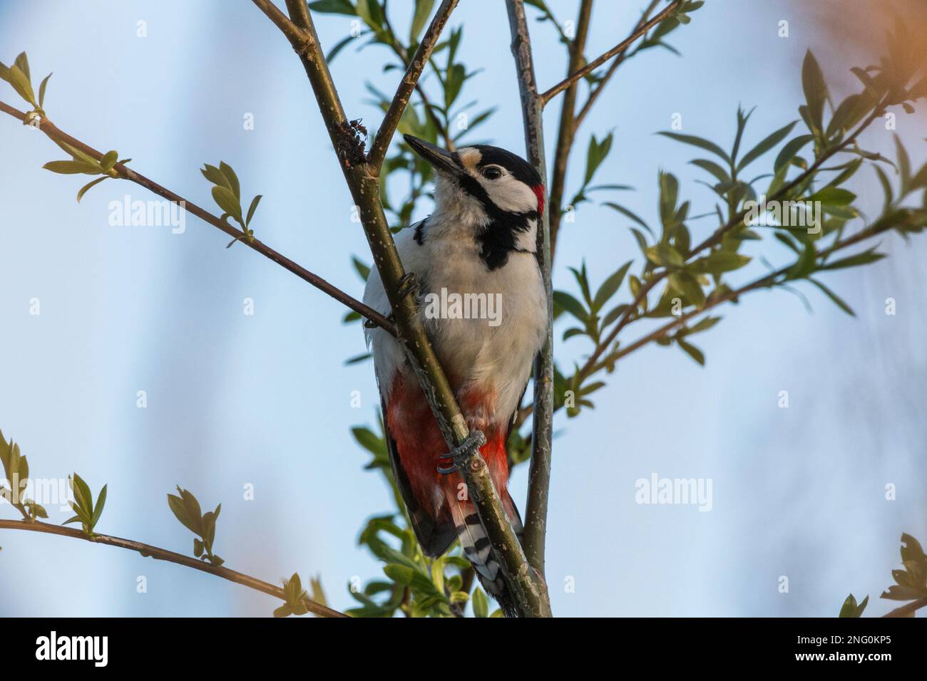 Buntspecht Frisst Ameisen auf einem Zweig, großer Specht frisst Ameisen auf einem Ast Stockfoto