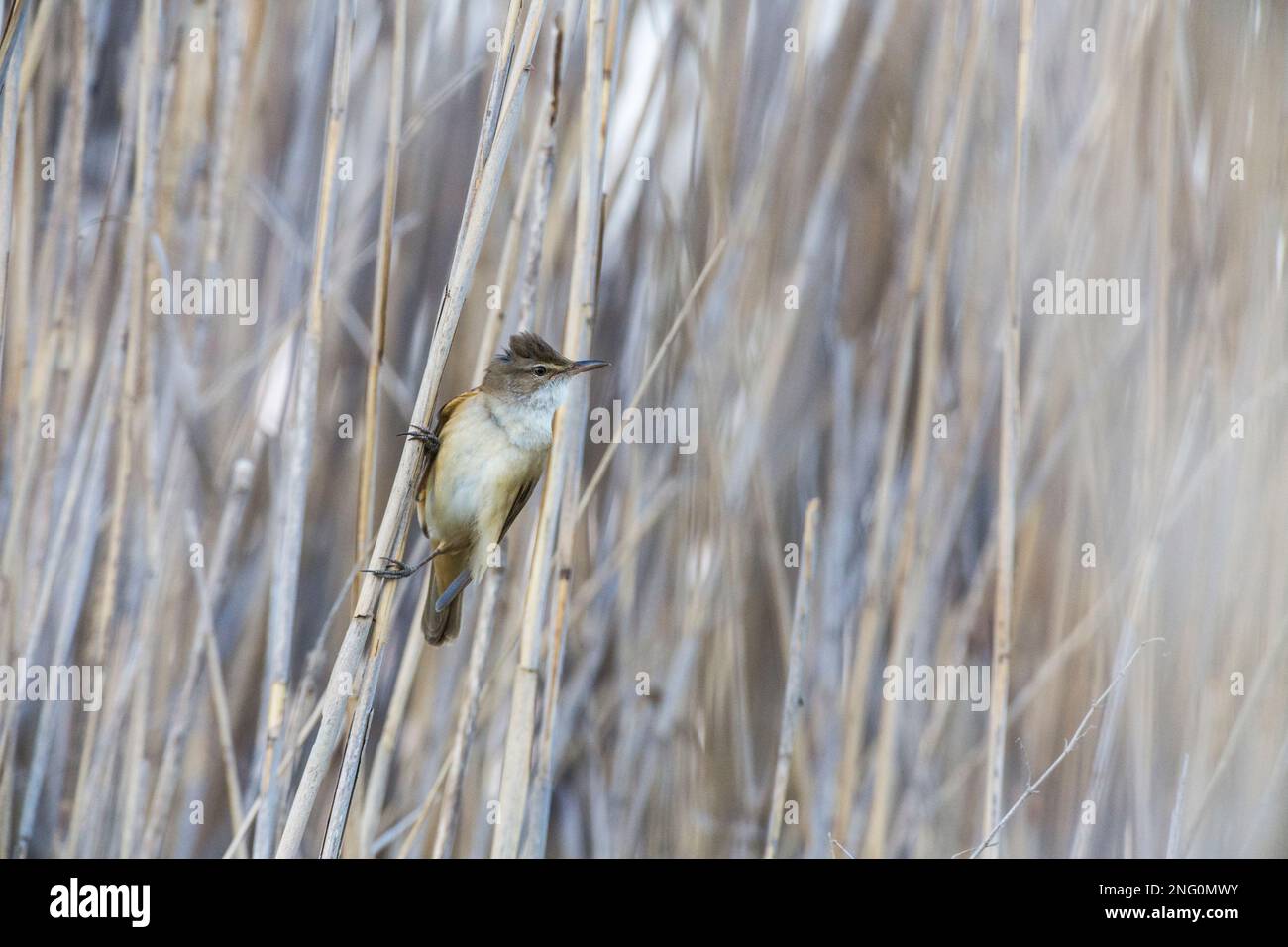 Schilfrohrsänger, Sänger, im Schilf - Sedler, singend, im Schilf Stockfoto