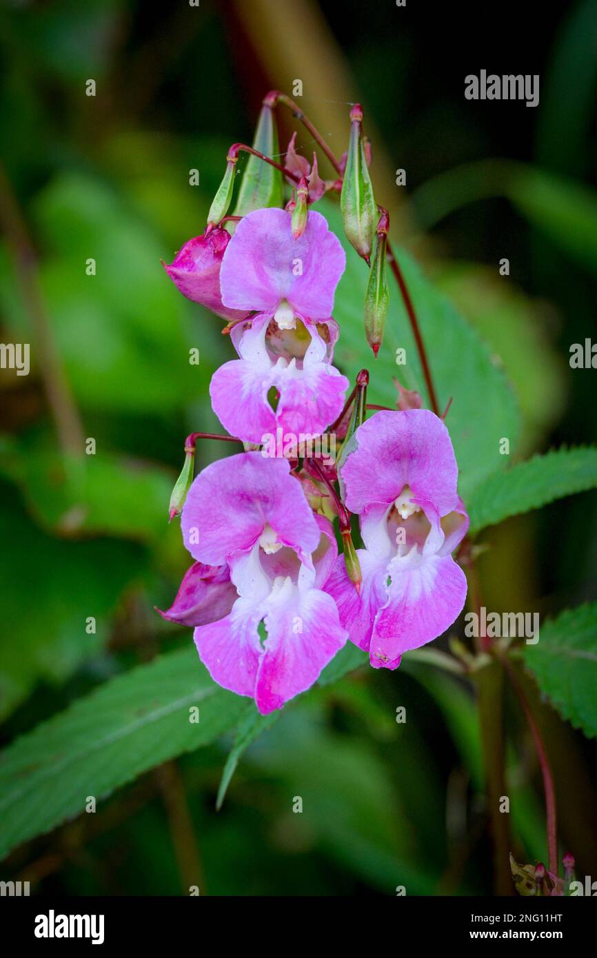 Impatiens glandulifera, Unkraut, Wildblumen, invasive Pflanzen Stockfoto