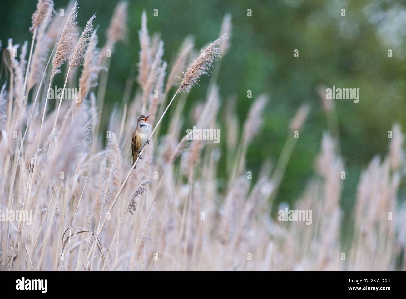 Schilfrohrsänger, Sänger, im Schilf - Sedler, singend, im Schilf Stockfoto