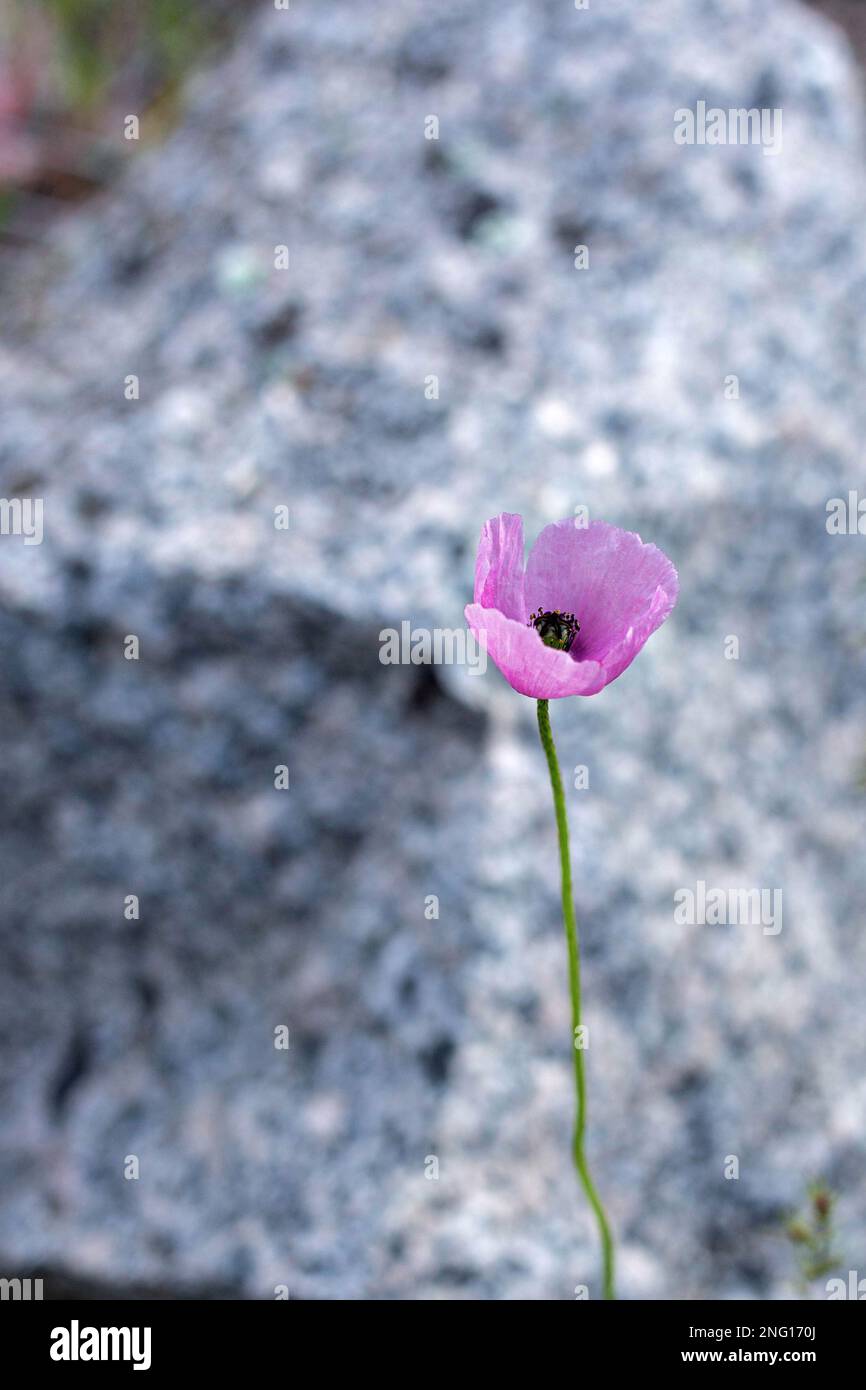 Rosa Mohn auf dem Stein Stockfoto
