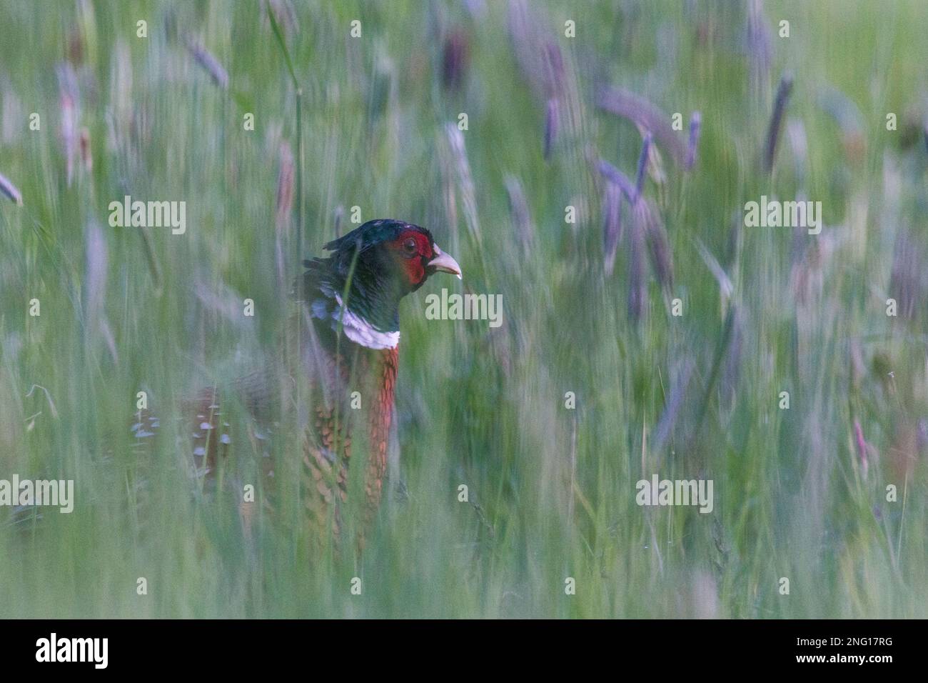 Jagdfasan in Wildblumenwiese, in Kamera schauend - Gemeiner Fasan in Wildblumenwiesen, der in die Kamera schaut Stockfoto