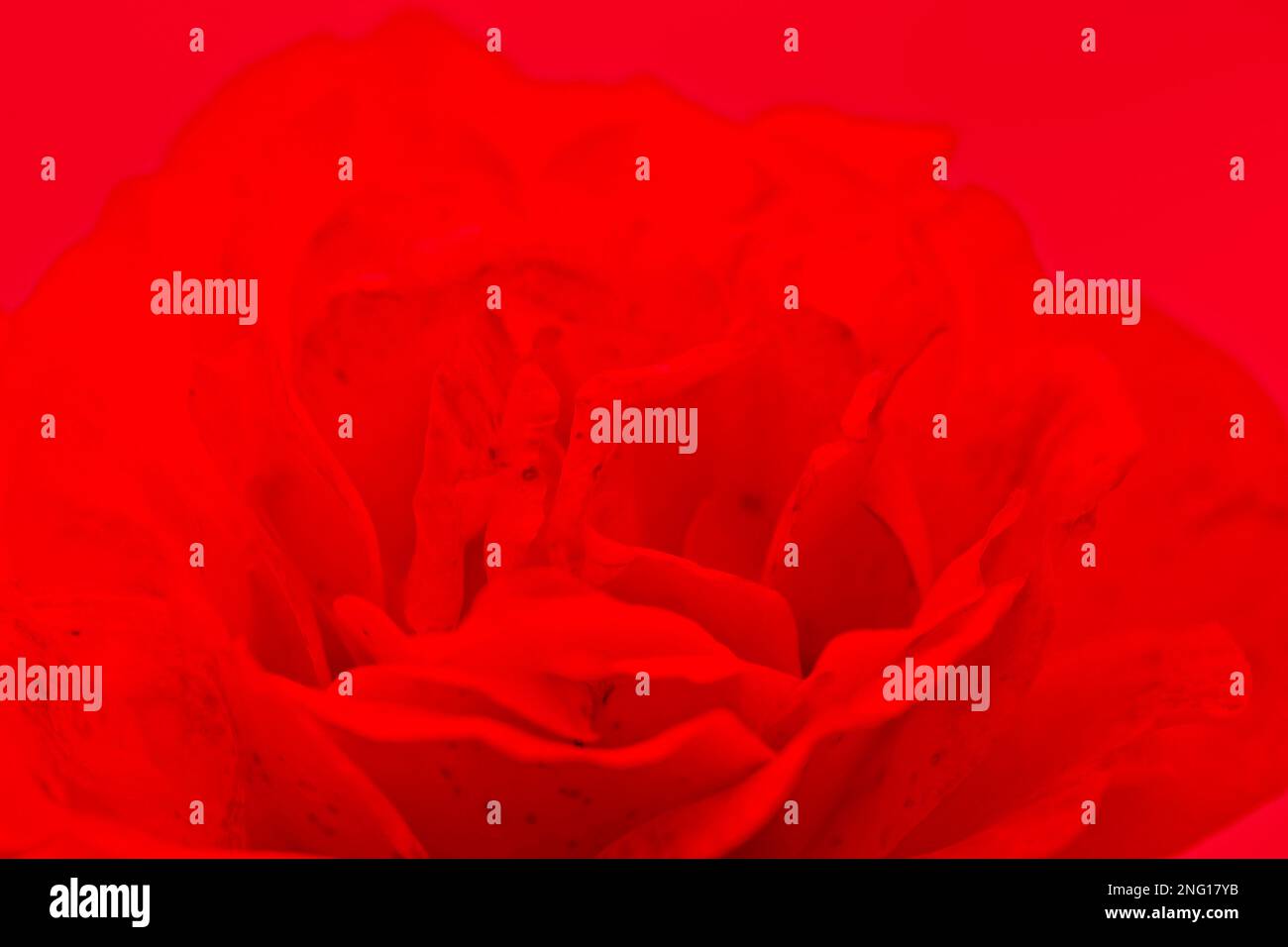 Verschwommene rote Rosenblumen, die als Hintergrund blühen. Stockfoto
