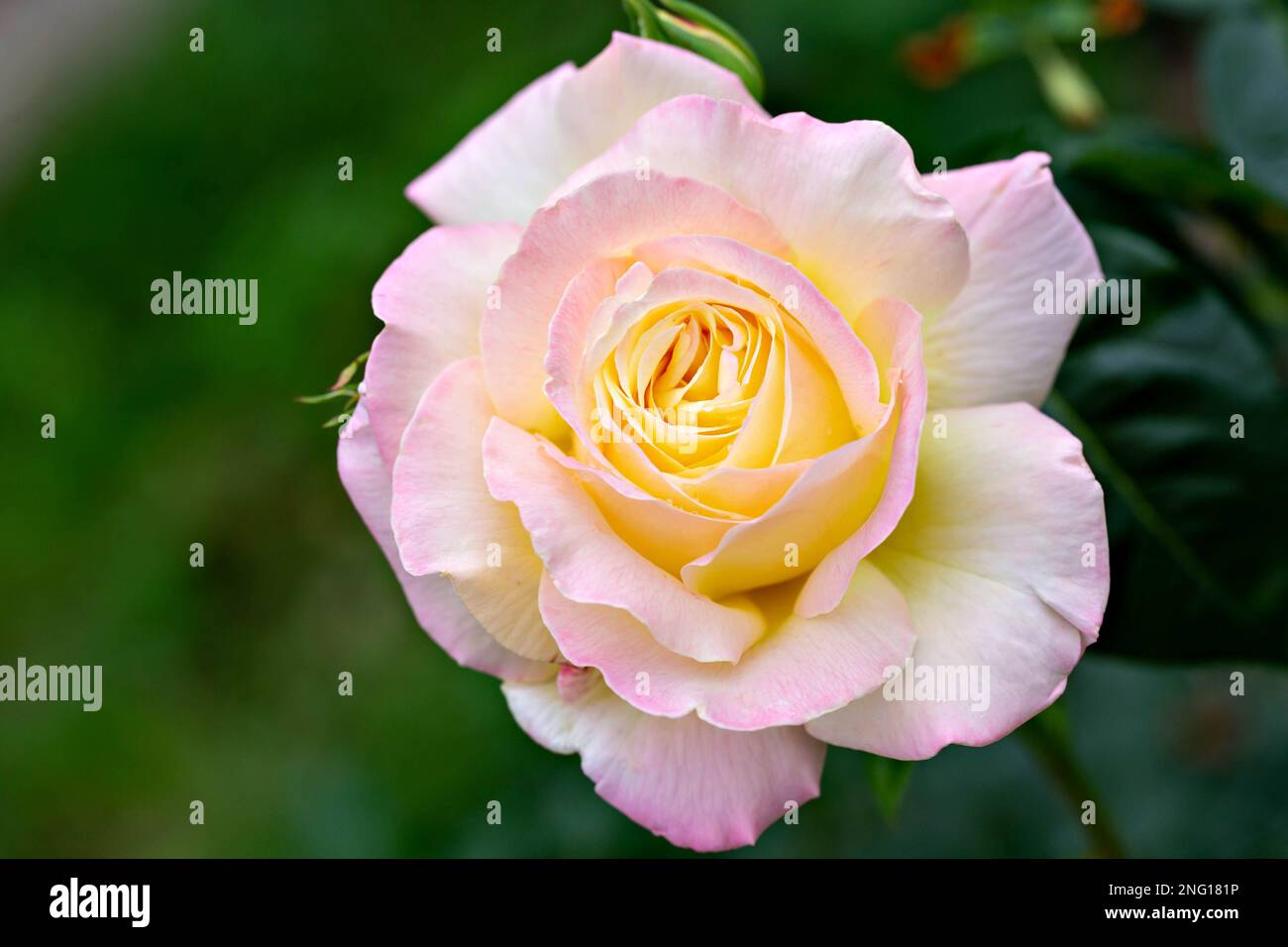 Nahaufnahme einer Rose auf dunkelgrünem Hintergrund. Rosenblüten in Pastelltönen als Hintergrund. Stockfoto