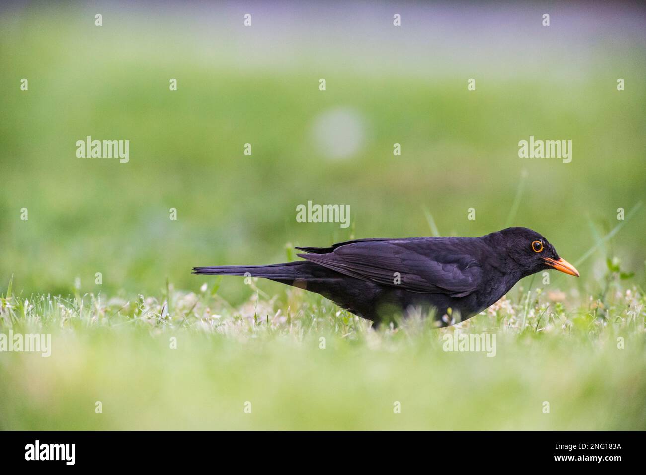 Amsel auf Suche nach Würmern im Gras - Blackbird auf der Suche nach Würmern im Gras Stockfoto