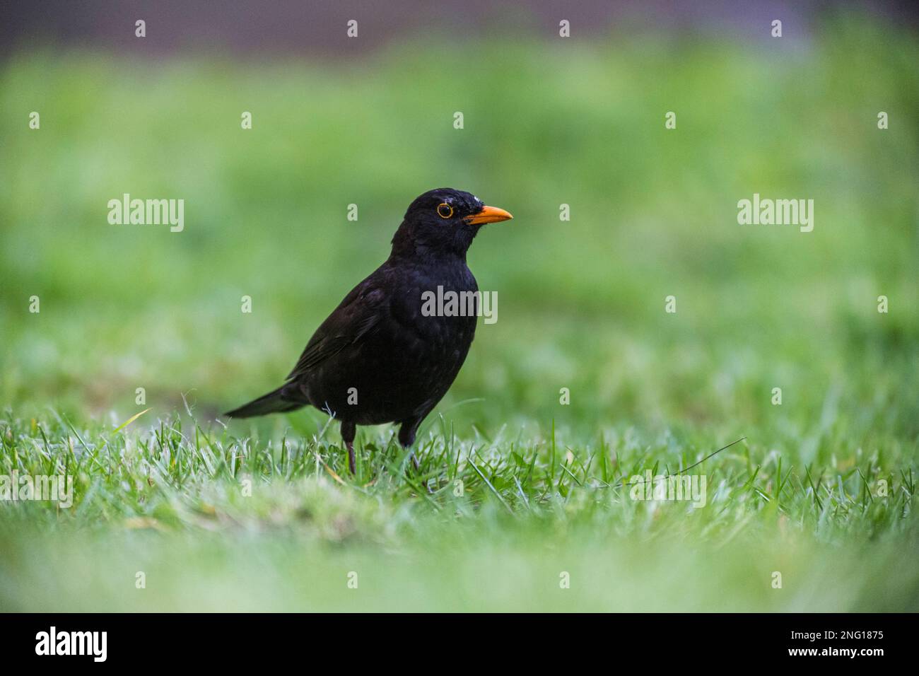 Amsel auf Suche nach Würmern im Gras - Blackbird auf der Suche nach Würmern im Gras Stockfoto