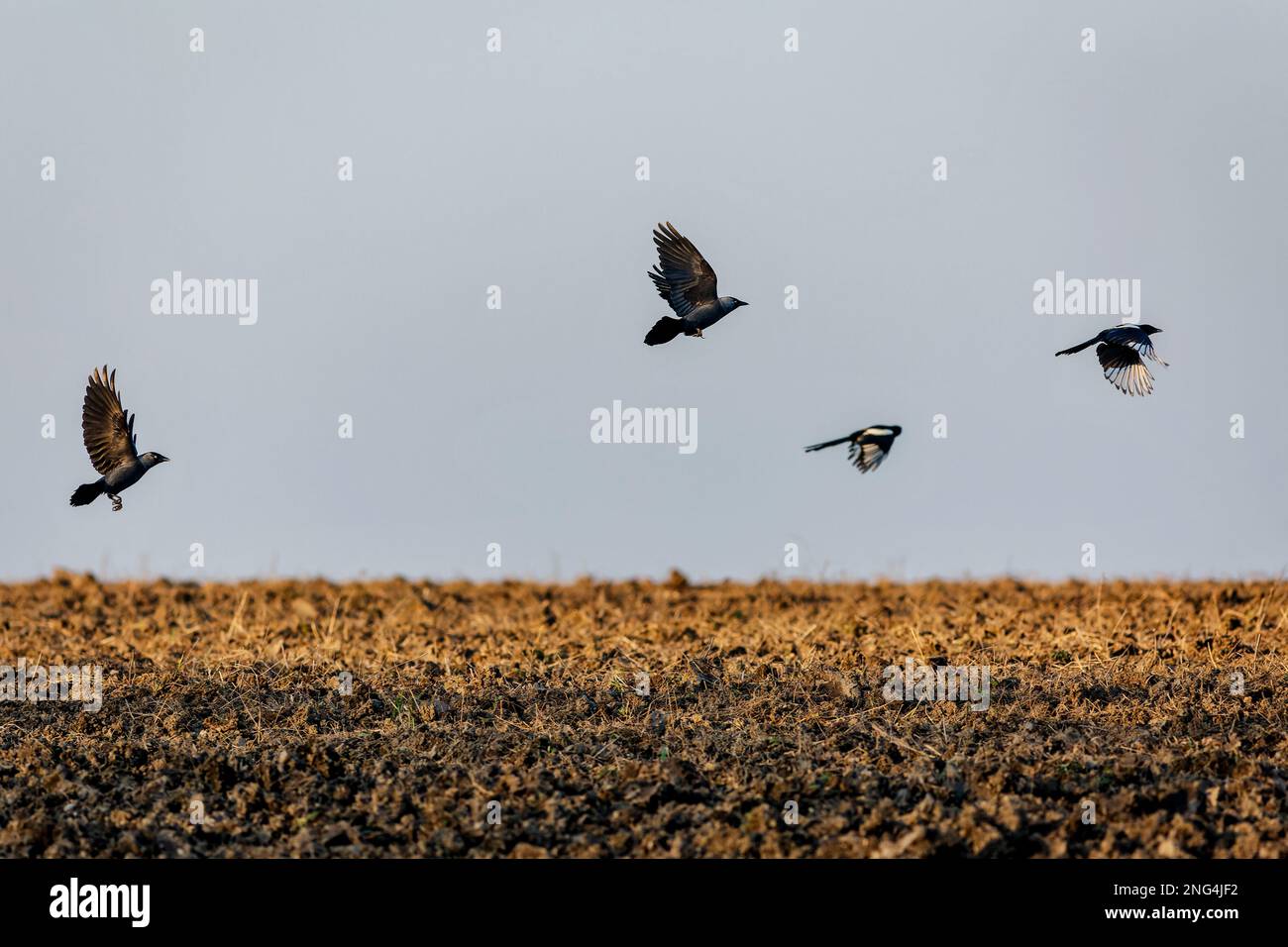 Vier Vögel, zwei eurasische Dackel und zwei schwarz-weiße Elstern, die über einem braunen gepflügten Feld fliegen. Sonniger Abend. Blauer Himmel im Hintergrund. Stockfoto