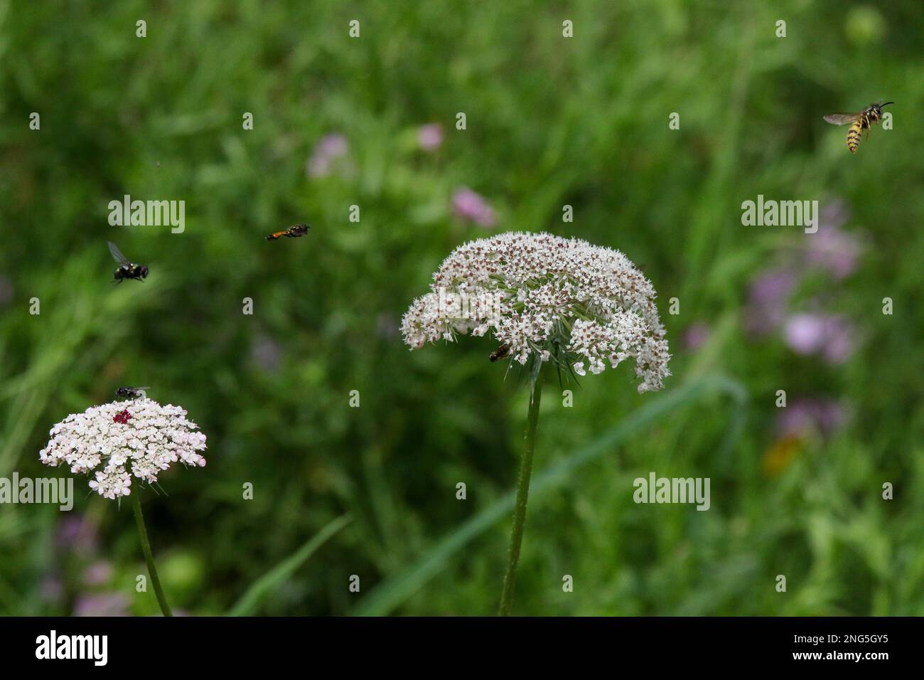 Verschiedene britische Garteninsekten und Bestäuber schweben im wilden Blumengarten über weißen Umbellifer-wilden Karottenblüten. Stockfoto