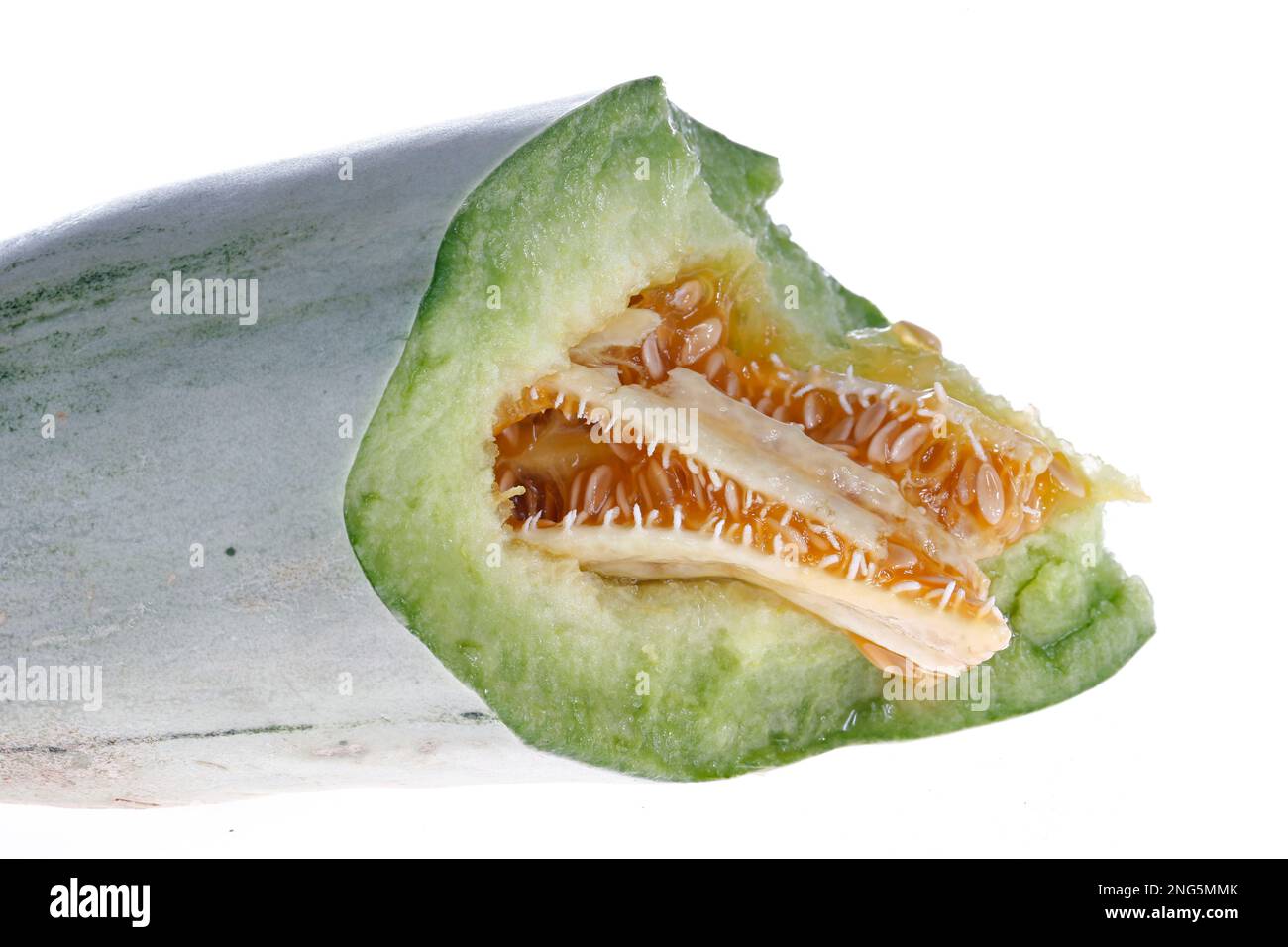 Melone auf weißem Hintergrund, aus nächster Nähe aufgenommen Stockfoto