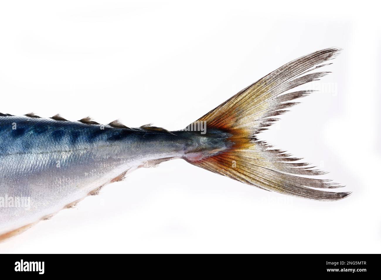 Die Fische auf weißem Hintergrund wachsen im Wasser der spanischen Makrele Stockfoto