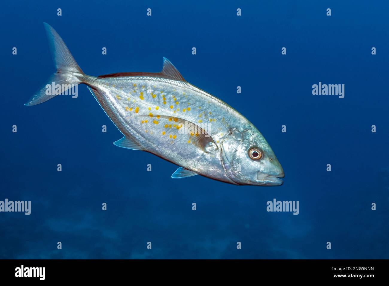 Insel, Carangoides Orthogrammus, Ägypten, Rotes Meer, Indischer Ozean Stockfoto