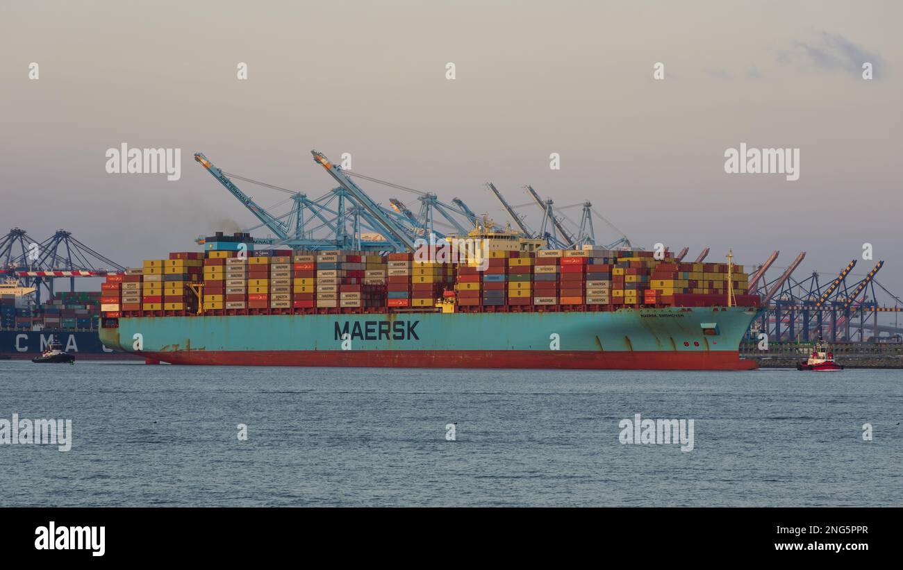 Port of Los Angeles, Califonia, USA - 28. Januar 2023: Ein Maersk Eindhoven Containerschiff, das den Hafen in der Abenddämmerung verlässt. Stockfoto