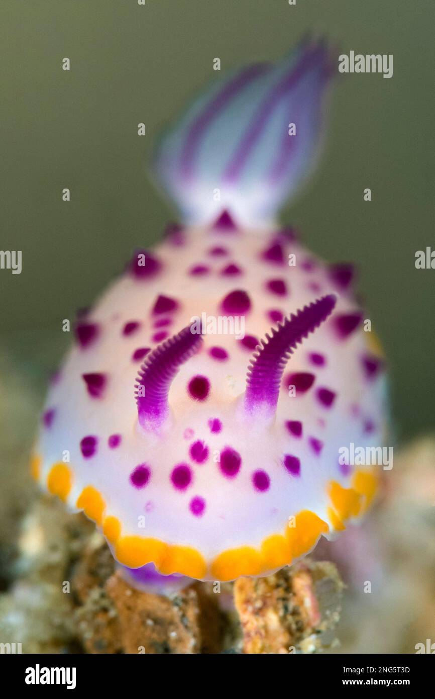 Nudibranch, Mexichromis mariei, LembritStrait, Bitung, North Sulawesi, Indonesien, Molukkensee, Indopazifischer Ozean Stockfoto